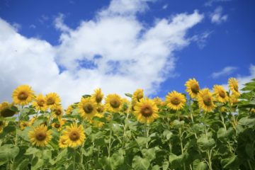 2019年夏期休診のお知らせについての画像