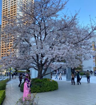 あっというまに桜が満開ですの画像