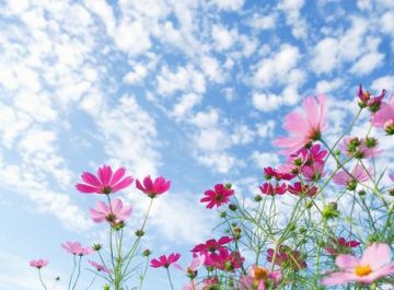 10月9日(土)の診察時間は11:00までとなります。の画像